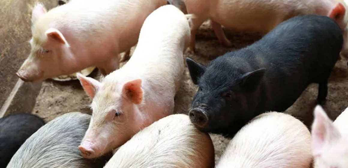 Hungría sacrifica 10 mil cerdos por cercanía a brote de Fiebre Aftosa en bovinos