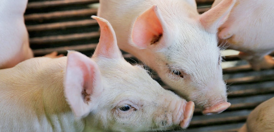 El-conocer-la-etología-y-los-sentidos-del-cerdo-13 ¿El conocer la etología y los sentidos del cerdo puede mejorar la productividad? (Parte II)