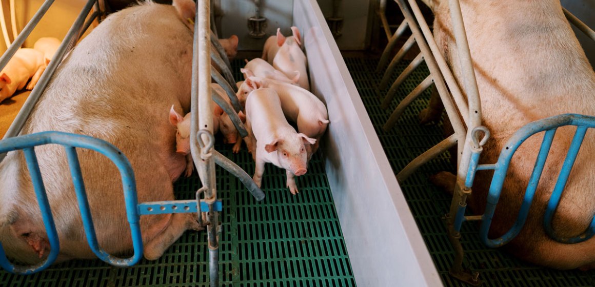 Problemas de pezuñas en cerdas: Factores asociados, impacto y prevención