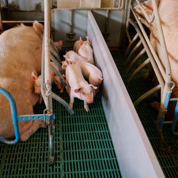 Problemas de pezuñas en cerdas: Factores asociados, impacto y prevención