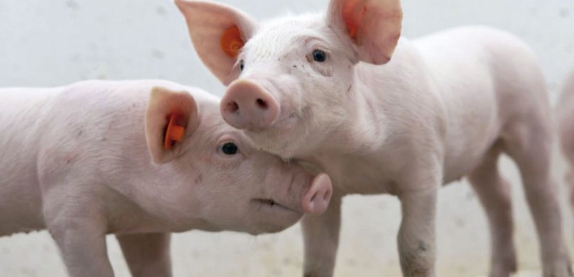 Virus del Valle del Seneca, una enfermedad emergente para el Perú