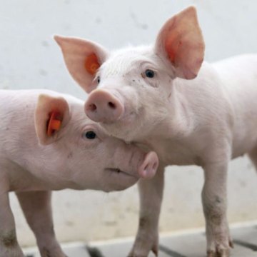 Virus del Valle del Seneca, una enfermedad emergente para el Perú