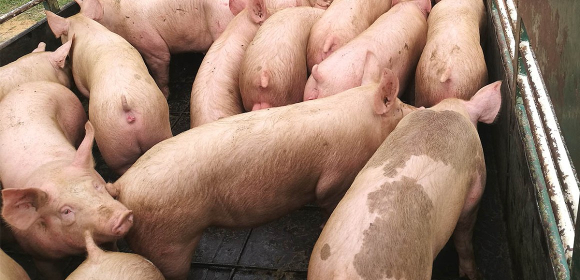 Sector porcino peruano en abril: creció con abastecimiento estable y sostenido