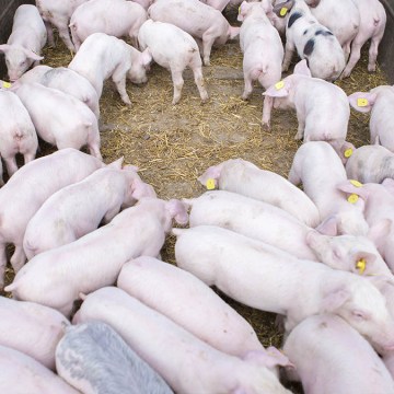 FDA aprueba a PIC para uso de su genética en la cría de cerdos resistentes a PRRS