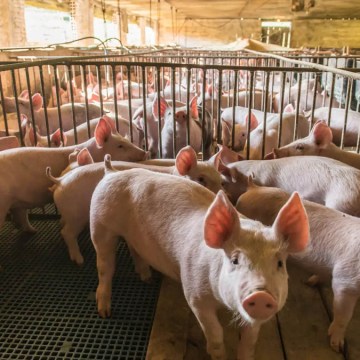 PCV Tipo 2: Apuntes de nuestra experiencia en campo