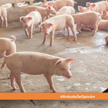 La porcicultura peruana en el escenario actual