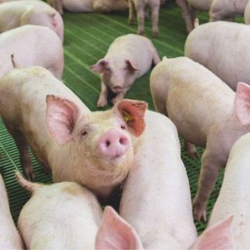 Primer trimestre: estabilidad y crecimiento sostenido en faenamiento e importaciones