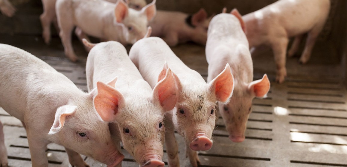 IA derivada de vacas puede infectar a los cerdos, pero no se propaga entre ellos