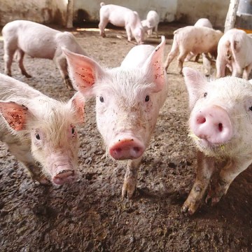 ¿Conocer la etología  y los sentidos del cerdo puede mejorar la productividad? (Parte II)