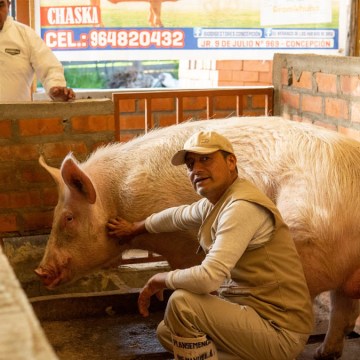 Expo Yauris 2025 incluyó un atractivo Juzgamiento de Ganado Porcino