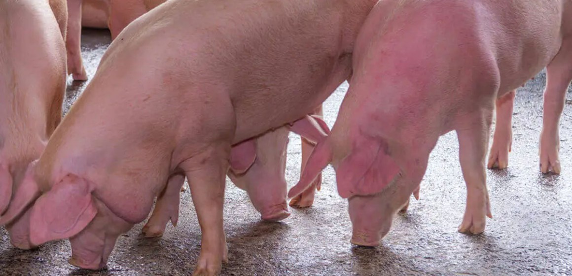 Estrés metabólico en cerdos en fase de engorde y terminación: Herramientas naturales de soporte