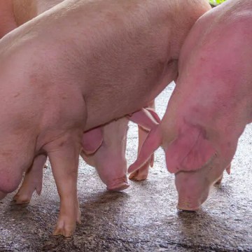 Estrés metabólico en cerdos en fase de engorde y terminación: Herramientas naturales de soporte