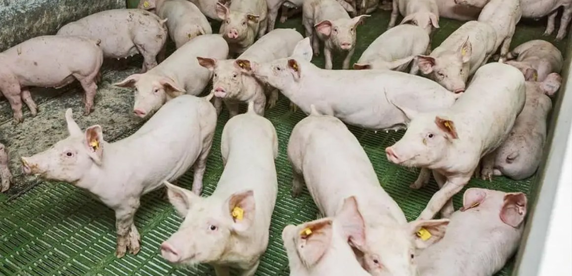 China reduce nuevamente su hato porcino para estabilizar el mercado