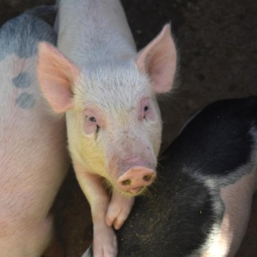 Clostridium spp. en cerdos: implicancias fisiopatológicas y estrategias de control