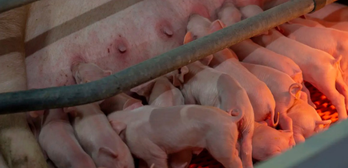 Dinamarca: 30% de las granjas alcanzan 40 destetados por cerda / año