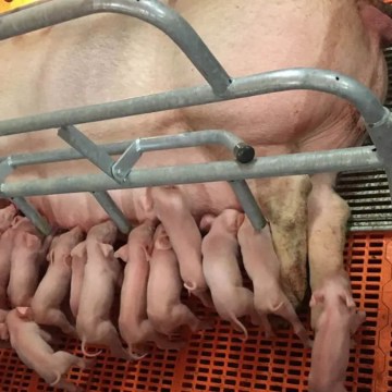 Beneficio de cerdos en la UE creció en 2025 pese a reducción de reproductoras