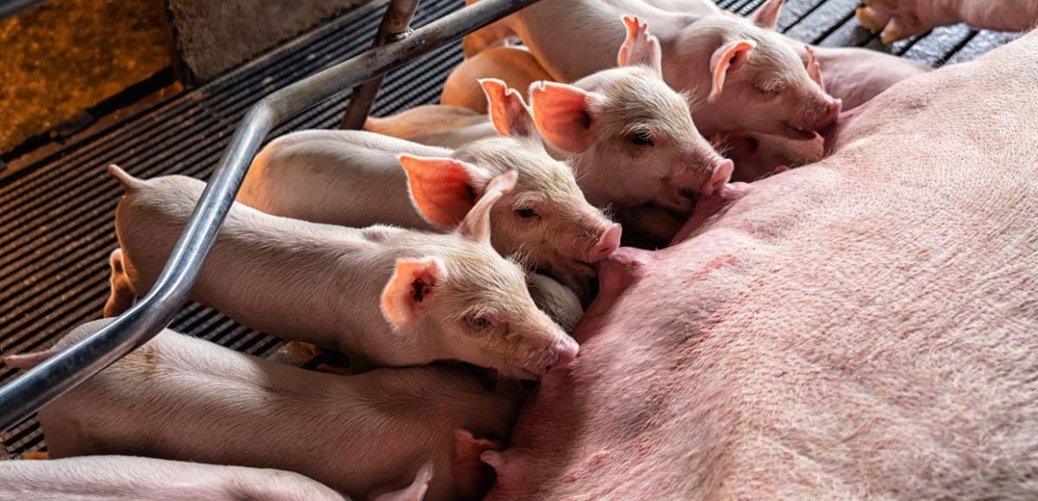 FAO: Perú se proyecta como nuevo actor porcícola regional hacia 2034