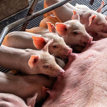 FAO: Perú se proyecta como nuevo actor porcícola regional hacia 2034