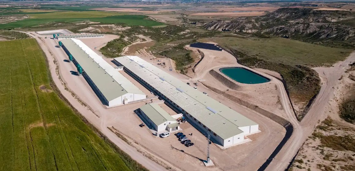 WEB Capital global busca oportunidades en la potente industria porcina española