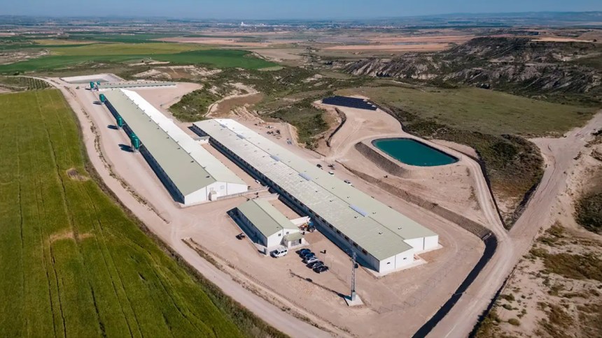 WEB Capital global busca oportunidades en la potente industria porcina española