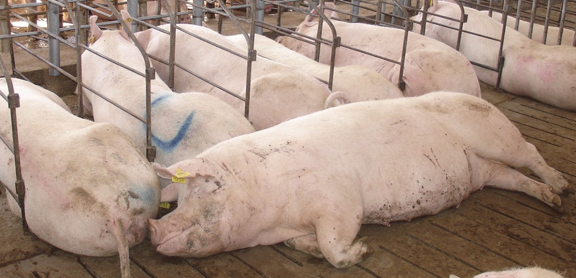 Principales agentes virales abortogénicos en marranas