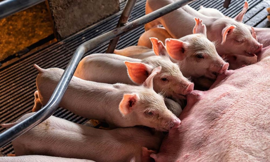 Sector porcino peruano mantiene ritmo estable y abastecimiento asegurado