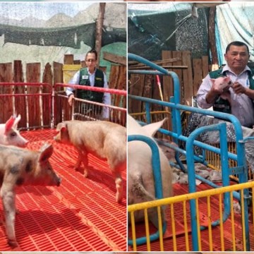 web Ica: campaña antiparasitaria fortalece salud porcina en Los Molinos