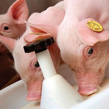 Lechones más robustos desde edades tempranas: El rol de la nutrición de la cerda