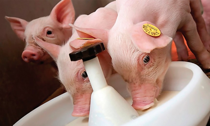 web Lechones más robustos desde edades tempranas: El rol de la nutrición de la cerda