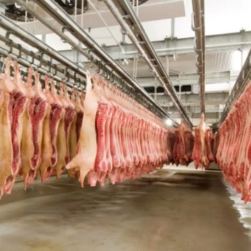 web cerdo Aprueban Plan nacional de exportación de productos cárnicos de ave y porcino a Singapur