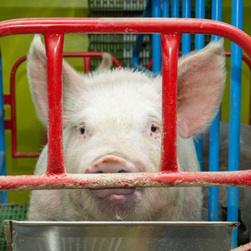 Huancavelica impulsa la tecnificación en crianza porcina