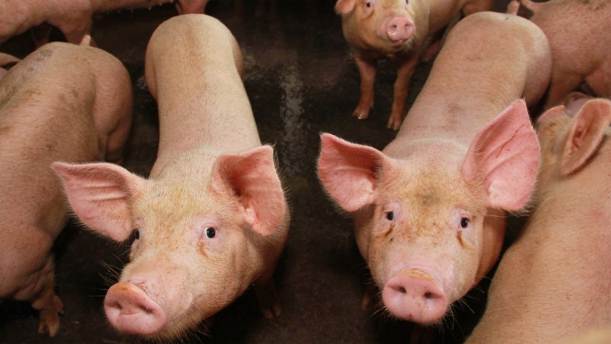 Precios del cerdo en pie en Brasil caen por baja demanda
