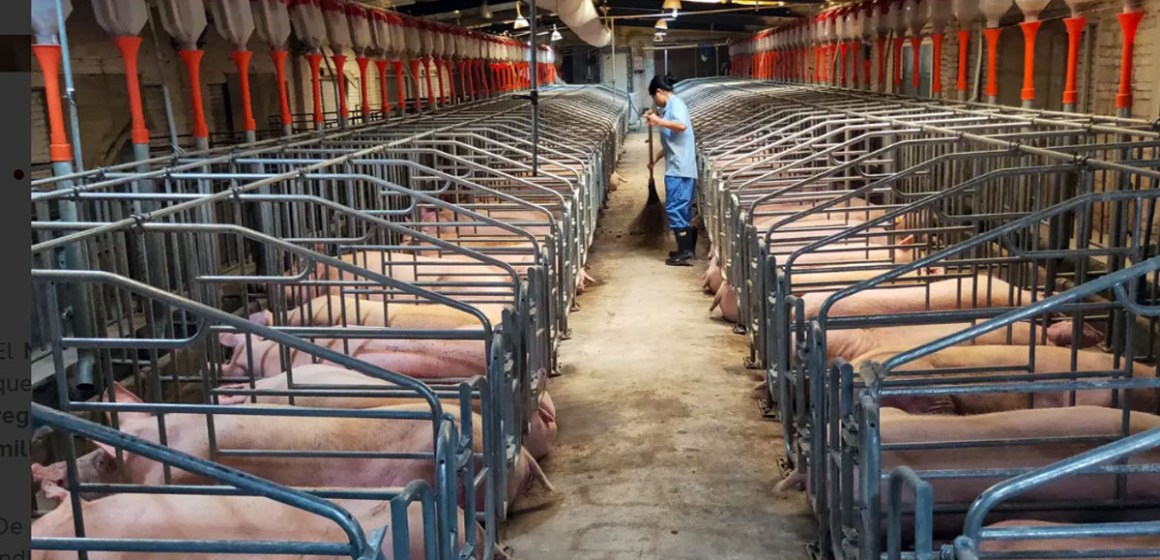 China reduce su hato de vientres porcinos a menos de 40 millones