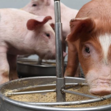 Aprueban requisitos sanitarios para importar harina de bovino desde Bolivia