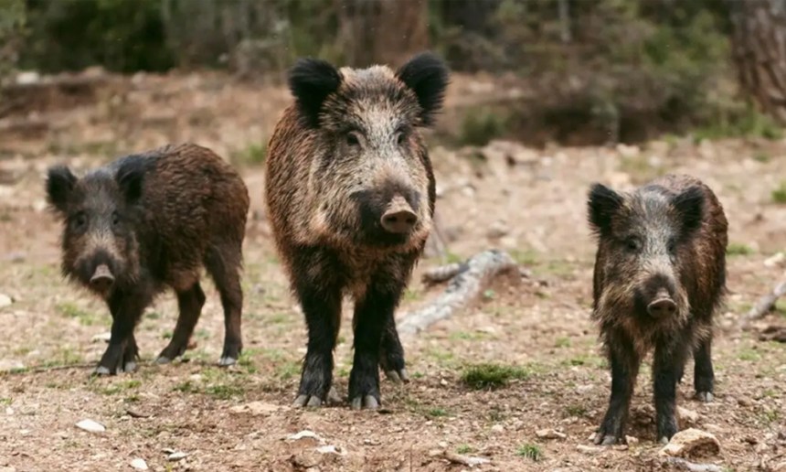 España confirma sus primeros dos casos de Peste Porcina Africana desde 1994