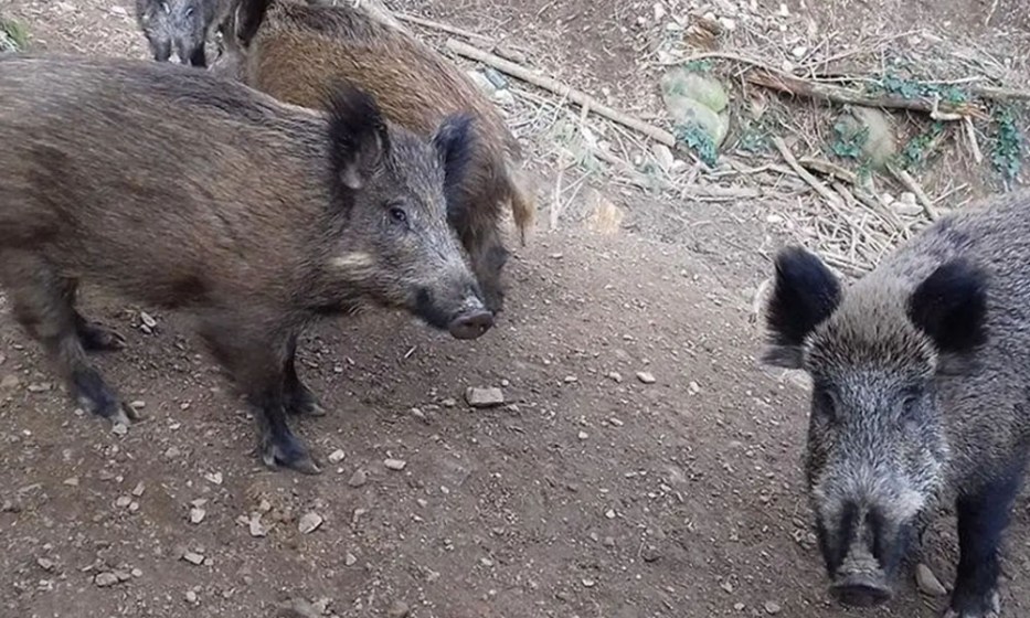 España confirma nueve jabalíes muertos por PPA en Cataluña