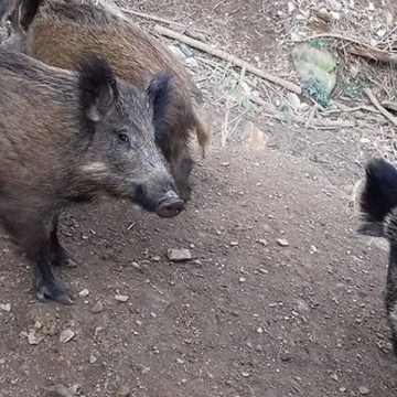 WEB España confirma nueve jabalíes muertos por PPA en Cataluña