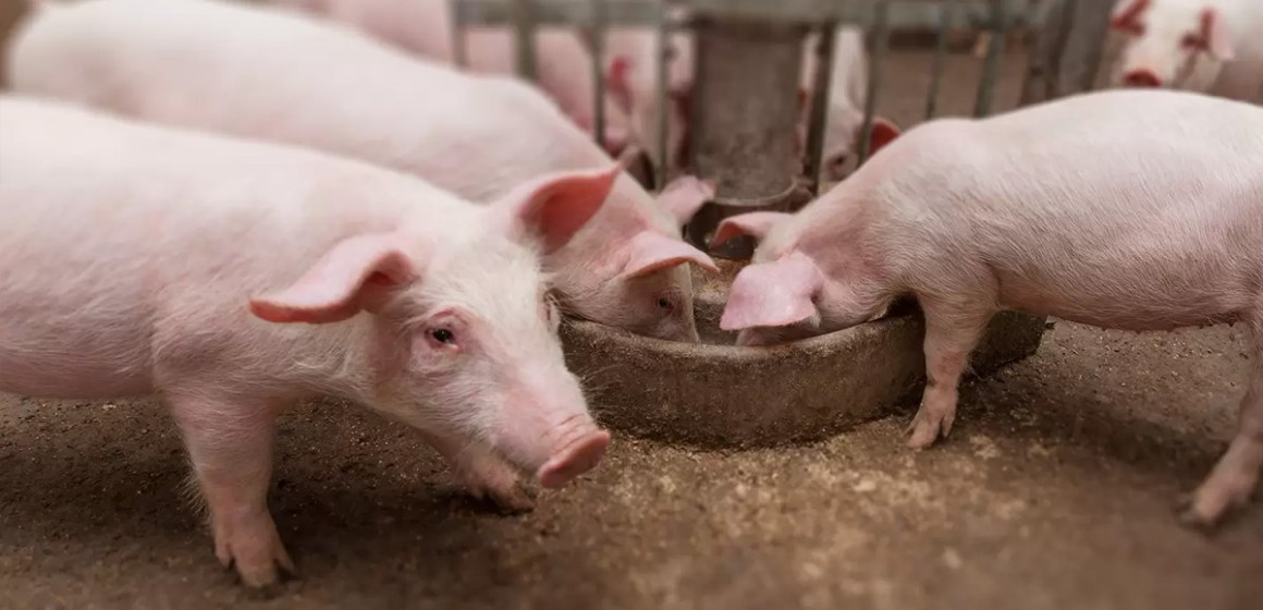 Del plato a la boca se cae la sopa: la decisión de compra de un comedero ha cambiado