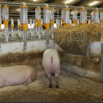 Un modelo replicable: las claves del éxito danés en la lucha contra el PRRS