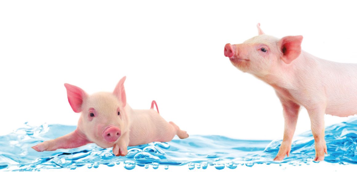 Agua de calidad, cerdos de calidad: Importancia de la higiene en el agua de bebida