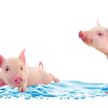 Agua de calidad, cerdos de calidad: Importancia de la higiene en el agua de bebida