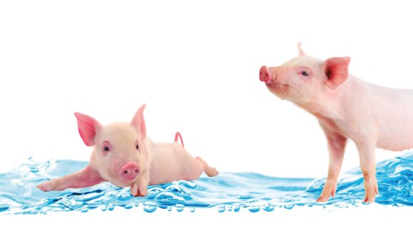Agua de calidad, cerdos de calidad: Importancia de la higiene en el agua de bebida