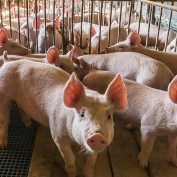 Panorama porcino global: los hechos más relevantes de las últimas dos semanas para la industria