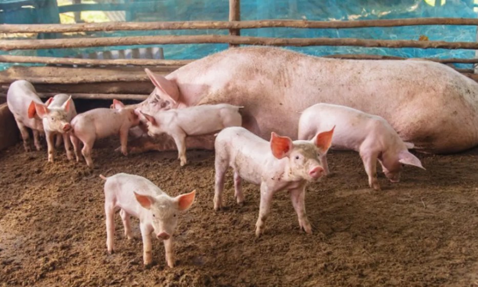 Detectan brote de Peste Porcina Clásica en granja de traspatio en Brasil