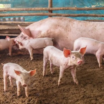 Detectan brote de Peste Porcina Clásica en granja de traspatio en Brasil