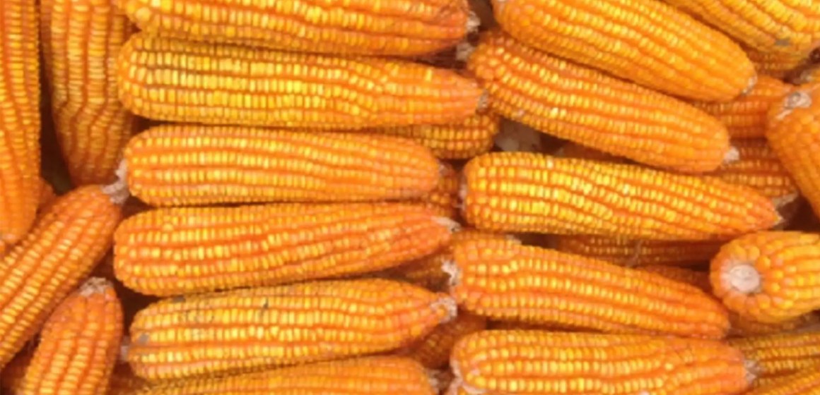 MEF estableció precios de referencia para maíz y otros insumos