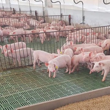 Porcicultura brasileña: una década de expansión que redefine el mercado global