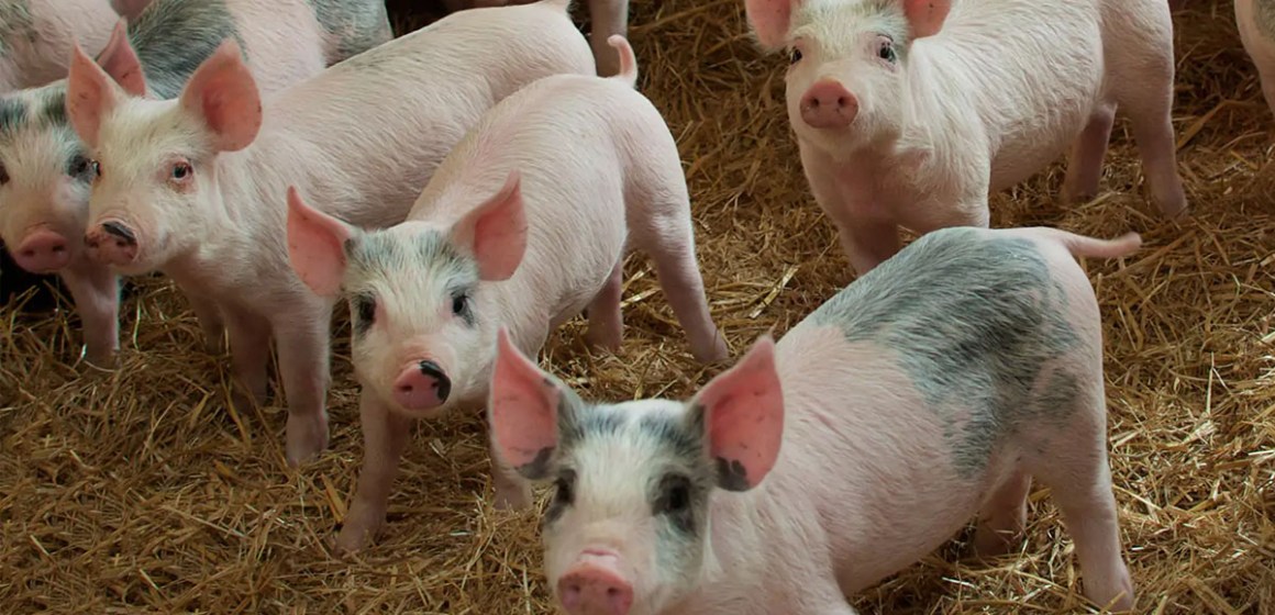 WEB Perspectiva mundial de la producción y la reproducción porcina para los próximos 20 años