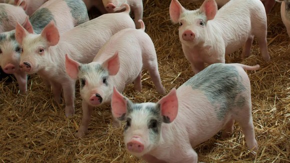 Perspectiva mundial de la producción y la reproducción porcina para los próximos 20 años