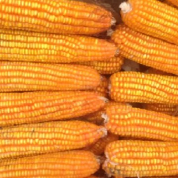 MEF estableció precios de referencia para maíz y otros insumos